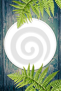 Green fern leaves on the wooden background