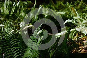 Green fern leaves in woods, fresh foliage natural backdrop. Polypodiaceae forest