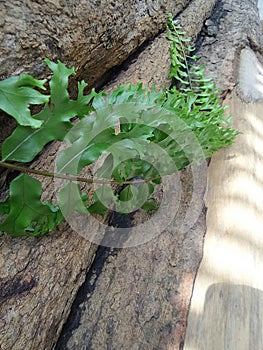 Green fern on the log