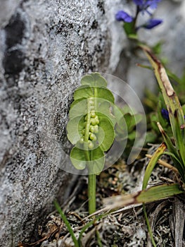 Green fern moonwort Bortychium lunaria