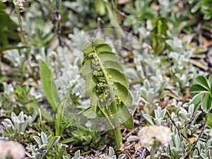 Green fern moonwort Bortychium lunaria