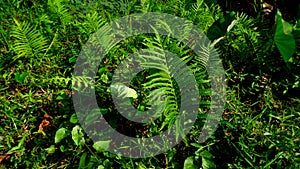 Green fern mos plant in tropical tree forest. Green fern Polypodiopsida, paku, pakis, Polypodiophyta with a natural background photo