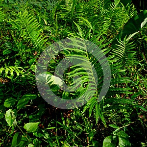 Green fern mos plant in tropical tree forest. Green fern Polypodiopsida, paku, pakis, Polypodiophyta with a natural background photo