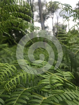 Green Fern Nature Forest Background