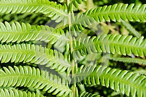 Green fern new  leaf background. Macro of Athyrium filix-femina or Lady fern plant