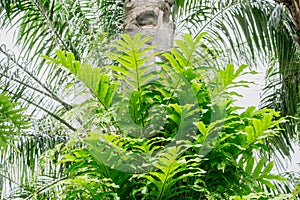 Green fern on palm tree