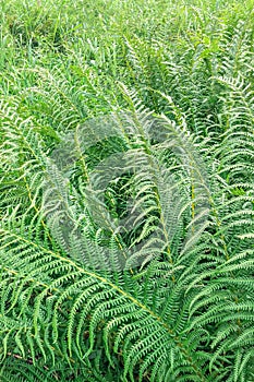 Green fern pattern. background of green fern leaves