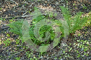 Green fern plant