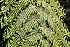 Green fern plant leaf in nature photo