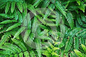 green fern plant texture