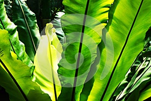 green fern plant texture