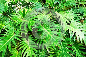 Green fern plant texture