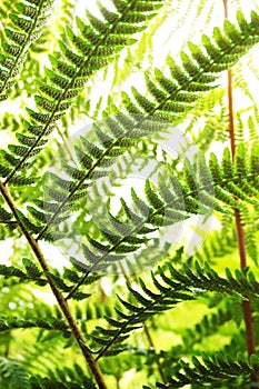 green fern plant texture