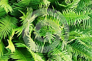 Green fern plant texture