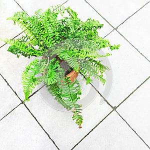 Green fern plant on a tile floor