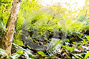 Green fern plants