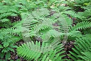 Green Fern Plants on the Forest Floor