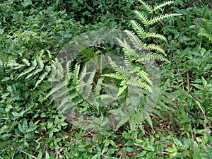 Green fern Polypodiopsida, paku, pakis,  Polypodiophyta with a natural background. It is a member of a group of vascular plants photo