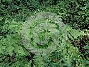 Green fern Polypodiopsida, paku, pakis,  Polypodiophyta with a natural background. It is a member of a group of vascular plants photo