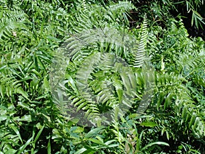 Green fern Polypodiopsida, paku, pakis,  Polypodiophyta with a natural background. It is a member of a group of vascular plants photo