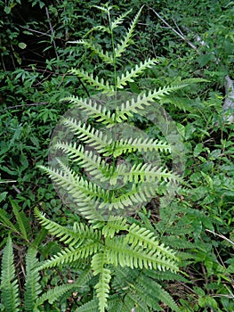 Green fern Polypodiopsida, paku, pakis,  Polypodiophyta with a natural background. It is a member of a group of vascular plants photo