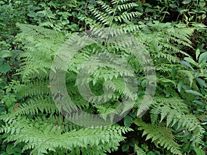 Green fern Polypodiopsida, paku, pakis,  Polypodiophyta with a natural background. It is a member of a group of vascular plants photo