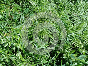 Green fern Polypodiopsida, paku, pakis,  Polypodiophyta with a natural background. It is a member of a group of vascular plants photo