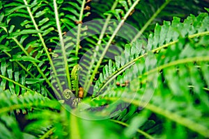 Green Fern rain forest background concept. Nephrolepis exaltata The Sword Fern photo