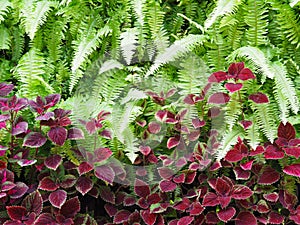 Green fern and red small plant on vertical garden.