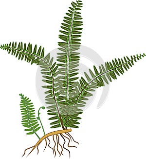 Green fern with rhizome and roots photo