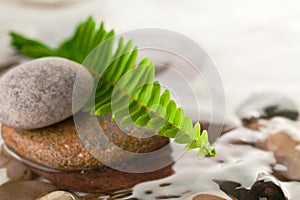 Green fern with rocks in river