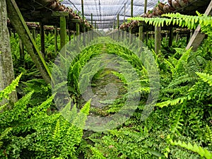 Green fern row on humid ground under orchid farm setting