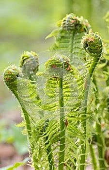 Green fern spring bush closeup