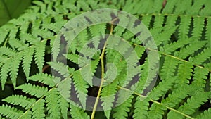 Green fern stem, rainforest plant trees.