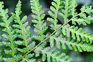 green fern texture