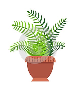 Green Fern with Thick Long Leaves in Big Clay Pot