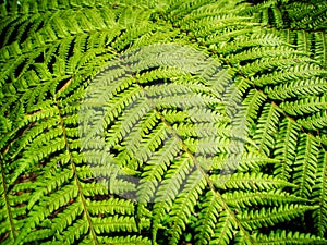 Green Fern tree leaves