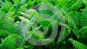 Green fern in tropical forest.