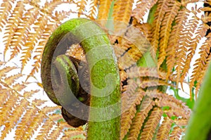 Green fern unrolling a young frond at a botanical garden.