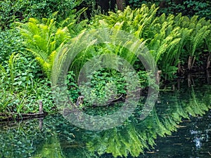 Green fern on the water in bally park schoenenwerd