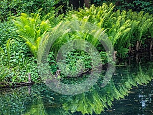Green fern on the water in bally park schoenenwerd photo