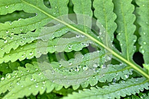 Green fern with water drops,Shakespeare Garden in Central Park