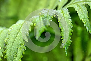 Green fern with water drops,Shakespeare Garden in Central Park