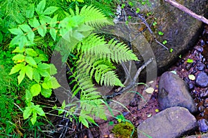 Green, fern and wet stones