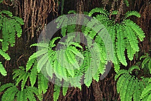 Green Ferns Canyon Walls Contrast