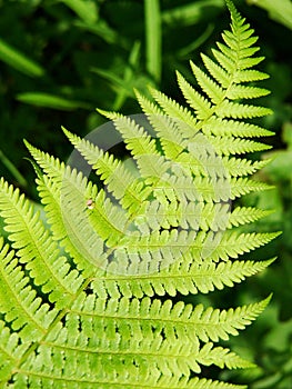 Green ferns
