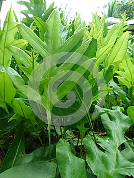 Green ferns