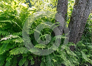 Green ferns on the bank of a small forest river