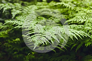 Green ferns in the coniferous forest