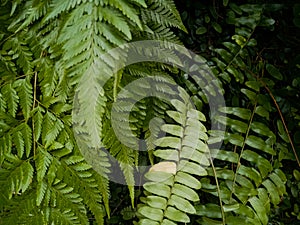 Green ferns and elongated leaves in the forest